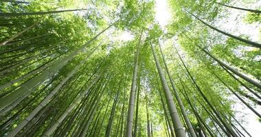 A green bamboo forest in spring wide shot low angle video