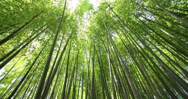 A green bamboo forest in spring sunny day wide shot tilt down video