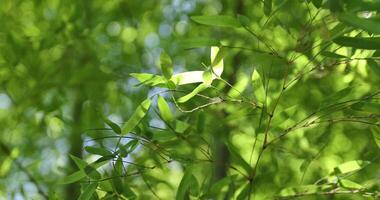 grön bambu löv i japansk skog i vår solig dag video