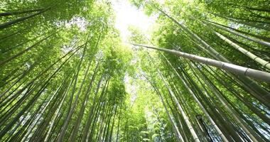 un verde bambú bosque en primavera amplio Disparo bajo ángulo video