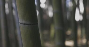 een groen bamboe Woud in voorjaar zonnig dag scherpstellen video