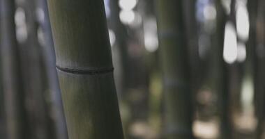 een groen bamboe Woud in voorjaar zonnig dag dichtbij omhoog video