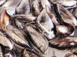 Mussels on wooden background video