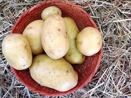 Potatoes on wooden background video