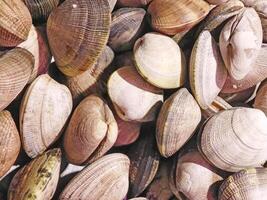 Clams on wooden background video
