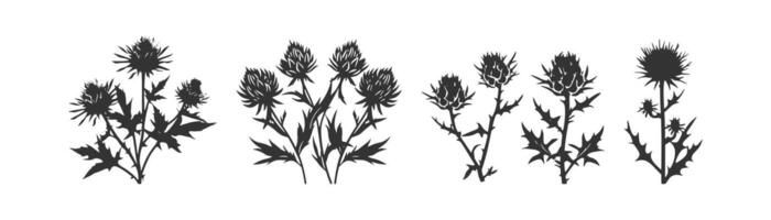 cirsium cardo icono colocar. vector ilustración diseño.