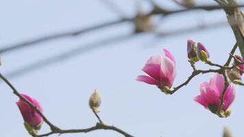rose magnolia fleurs. magnolia fleur printemps branche. rose magnolia fleurs. proche en haut. video