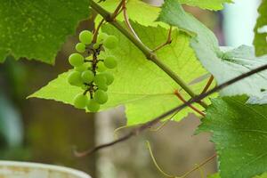 green grapes that are still young and not yet ripe are still on the tree isolated on blur background photo