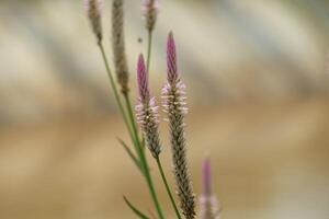 celosia spicata flower plant with the dominant color white and pink at the tip of the flower isolated on blur background photo