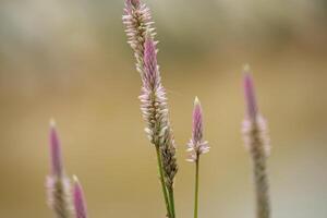 celosia spicata flower plant with the dominant color white and pink at the tip of the flower isolated on blur background photo