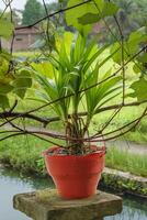 fragante pandan plantas son plantado en un maceta como un ornamental planta utilizando un método similar a bonsai plantas aislado en difuminar antecedentes foto