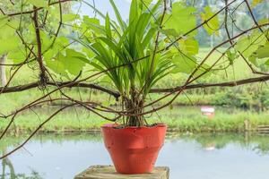 Fragrant pandan plants are planted in a pot as an ornamental plant using a method similar to bonsai plants isolated on blur background photo