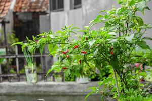 chile arboles ese son Llevando Fruta abundantemente y creciente saludablemente oso pesado Fruta foto