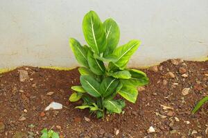 Aglaonema siam king ornamental plant close-up photo