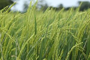 Rice plants that have already produced fruit with leaves that are still green isolated on blur background photo