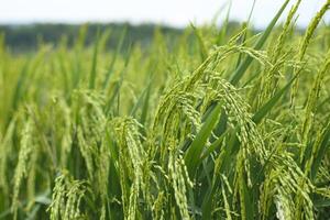 Rice plants that have already produced fruit with leaves that are still green isolated on blur background photo