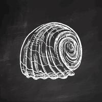 Hand-drawn sketch of seashell, clam, conch. Scallop sea shell, sketch style vector illustration isolated on chalkboard background.