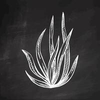 Hand-drawn sketch of underwater sea weed, laminaria spirulina seaweed icon. Engraved water element on chalkboard background. Ocean doodle vector illustration. Sea collection.