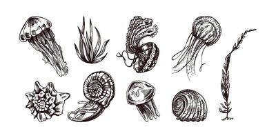 conchas marinas, medusas, amonita, nautilo molusco, algas marinas vector colocar. dibujado a mano bosquejo ilustración. colección de realista bocetos de varios Oceano criaturas aislado en blanco antecedentes.