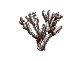 Hand-drawn coral sketch. Underwater tropical reef element. Vector engraved illustrations isolated on white background.