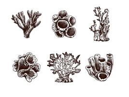 Hand-drawn sketch set of various corals. Tropical reef elements. Vector engraved illustrations. Best for nautical designs.