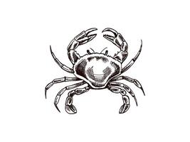 Hand-drawn crab. Vector sketch illustration. Sea collection. Engraved illustrations isolated on white background. Realistic sketches.