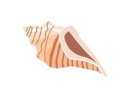 Sea shells vector illustration, mollusks. Flat illustration of seashell on white background. Ocean element for stickers.