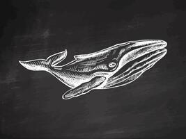 Hand-drawn humpback whale. Vector sketch illustrationon chalkboard background. Sea collection. Engraved illustrations. Realistic sketches.