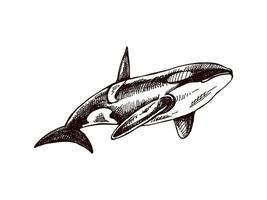 Hand-drawn killer whale. Vector sketch illustration. Sea collection. Engraved illustrations isolated on white background. Realistic sketches.