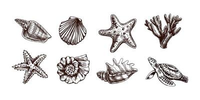 conchas marinas, estrella de mar, coral, mar tortuga, Vieira, nautilo molusco vector colocar. dibujado a mano bosquejo ilustración. colección de realista bocetos de varios Oceano criaturas aislado en blanco antecedentes.