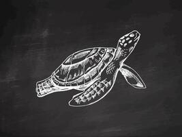 Hand-drawn sea turtle. Vector sketch illustration on chalkboard background. Sea collection. Engraved illustrations. Realistic sketches.