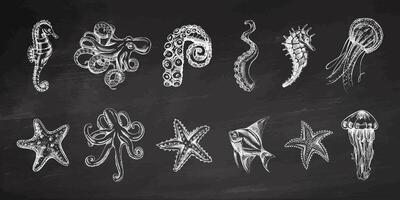 Octopus, fish, starfish, seahorses, jellyfish set. Hand drawn sketch illustration on chalkboard background. Collection of realistic sketches of various ocean creatures isolated on white background. vector