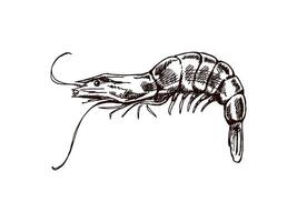 Hand-drawn shrimp, prawn. Vector sketch illustration. Sea collection. Engraved illustrations isolated on white background. Realistic sketches.