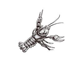 Hand-drawn river crayfish. Vector sketch illustration. Sea collection. Engraved illustrations isolated on white background. Realistic sketches.