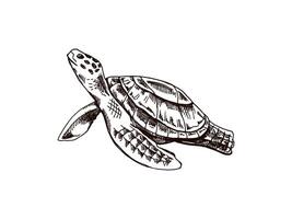 Hand-drawn sea turtle. Vector sketch illustration. Sea collection. Engraved illustrations isolated on white background. Realistic sketches.