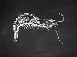 Hand-drawn shrimp, prawn. Vector sketch illustration  on chalkboard background. Sea collection. Engraved illustrations isolated on white background.