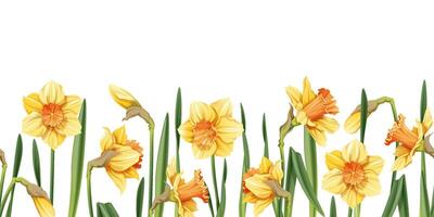 Seamless border of narcissus flowers on an isolated background. Illustration with spring flowers for Easter. Suitable for decor, fabric, cards, backgrounds, wallpapers vector