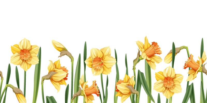 Seamless border of narcissus flowers on an isolated background. Illustration with spring flowers for Easter. Suitable for decor, fabric, cards, backgrounds, wallpapers
