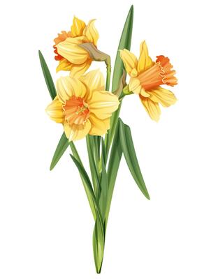 Bouquet of yellow daffodils on an isolated background. Illustration of spring flowers. Decor for Easter
