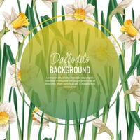 Spring background with daffodils. Postcard, banner for Easter. Spring time. Frame with delicate spring flowers. vector