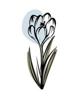 Crocus in sketch style with abstract color shapes, hand-drawn isolated on white background. Floral sketch for print designs, signage, flower shops, logos in black and white. vector