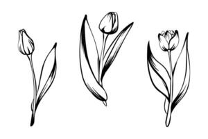 Set of tulips in sketch style, hand-drawn isolated on white background. Floral sketch for print designs, signage, flower shops, logos in black and white. Coloring book. vector