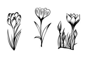 Set of crocuses in sketch style, hand-drawn isolated on white background. Floral sketch for print designs, signage, flower shops, logos in black and white. Coloring book. vector