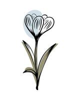 Crocus in sketch style with abstract color shapes, hand-drawn isolated on white background. Floral sketch for print designs, signage, flower shops, logos in black and white. vector