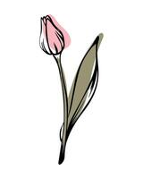 Tulip in sketch style with abstract color shapes, hand-drawn isolated on white background. Floral sketch for print designs, signage, flower shops, logos in black and white. vector