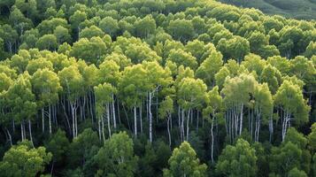 AI generated Aerial View of a Dense Forest With Tall Trees photo