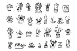 Succulents in doodle style. Vector illustration.