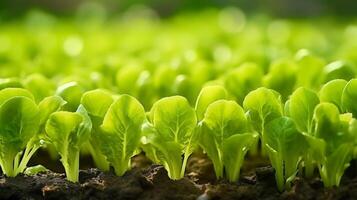 AI generated Fresh lettuce seedlings in neat rows photo