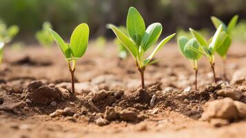 AI generated Seedlings of almond trees bearing early nuts photo