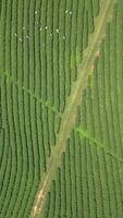 oben Aussicht von Menschen pflücken Tee Blätter auf ein Tee Plantage im Thailand. video